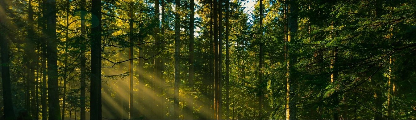 Sunlight through mature forest